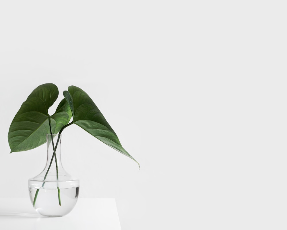 Detalje · planter i klinikken